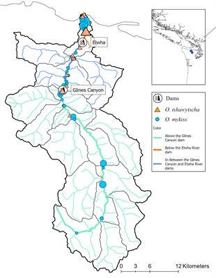 Using riverscape genetics to investigate the genetic response of two species and their life-history forms to dam removal